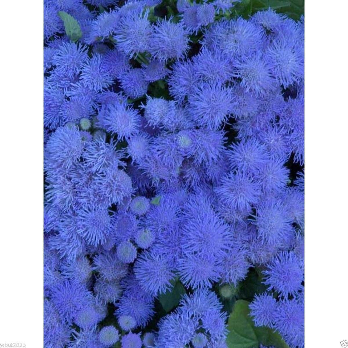 Flossflower Seeds,Garden Ageratum, Ageratum Mexicanum Blue Mink, Blueweed !(1000 Seeds)