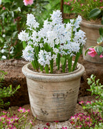 White Squill Flower Bulbs for Planting - Alba Siberica - Stunning White Perennial Flower Bulbs to Grow