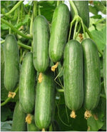 PROXIMUS Hybrid Greenhouse Beit Alpha Cucumber Seeds (25 Seeds)