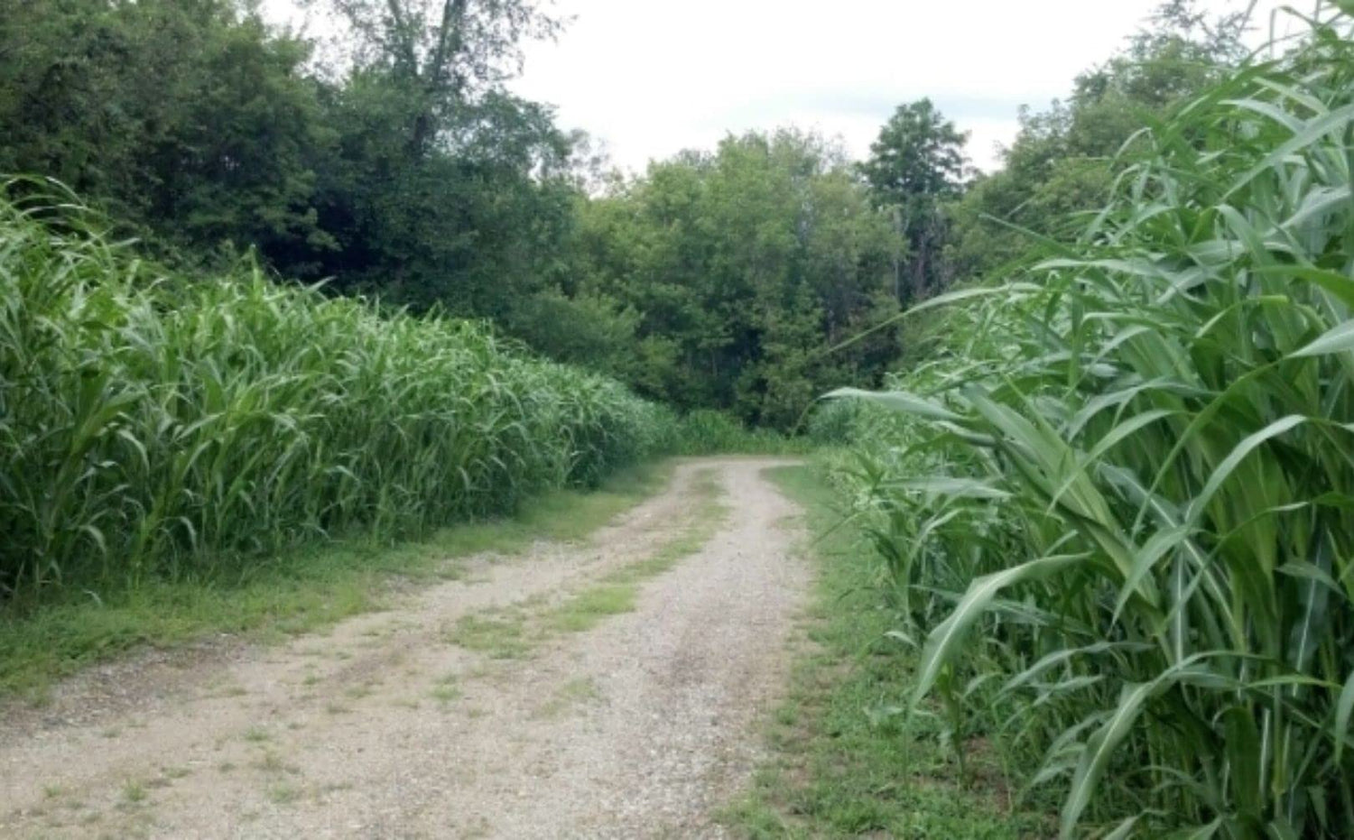 Bulk Egyptian Wheat Seeds for Planting - Can Grow to 10 Feet Tall - Grow Chicken Corn, Great for Birds