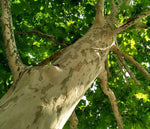 Sycamore Tree Seedlings for Planting | Live Tree Seedling with Attractive Bark and Large Canopy for Cool Shade