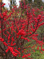30 Winterberry Bush Seeds for Planting - Ilex verticillata - Essential Winter Food for Birds, Very Attractive Red Berries
