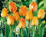 10 Tulip Bulbs, Daydream" Mid Season (12/+cm) Now Shipping !