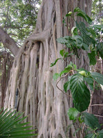 Ficus Benghalensis Tree Seeds Ornamental Tropical Plant Ornamental Banyan Fig jocad (10 Seeds)