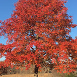 Blackgum Tree Seeds for Planting (30 Seeds) - Nyssa sylvatica
