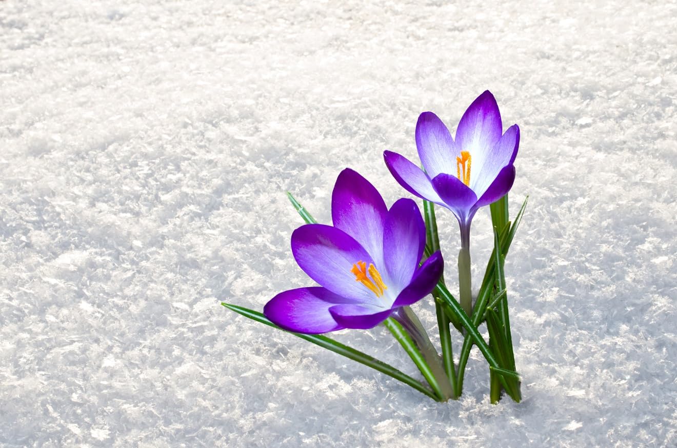 Purple Crocus Bulbs for Planting - Perennial Garden Flowers - Flower Record, Blooms Throught Snow