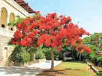 10 Royal Poinciana Tree Delonix Regia aka Red Flame Flamboyant Tree Flower Seeds