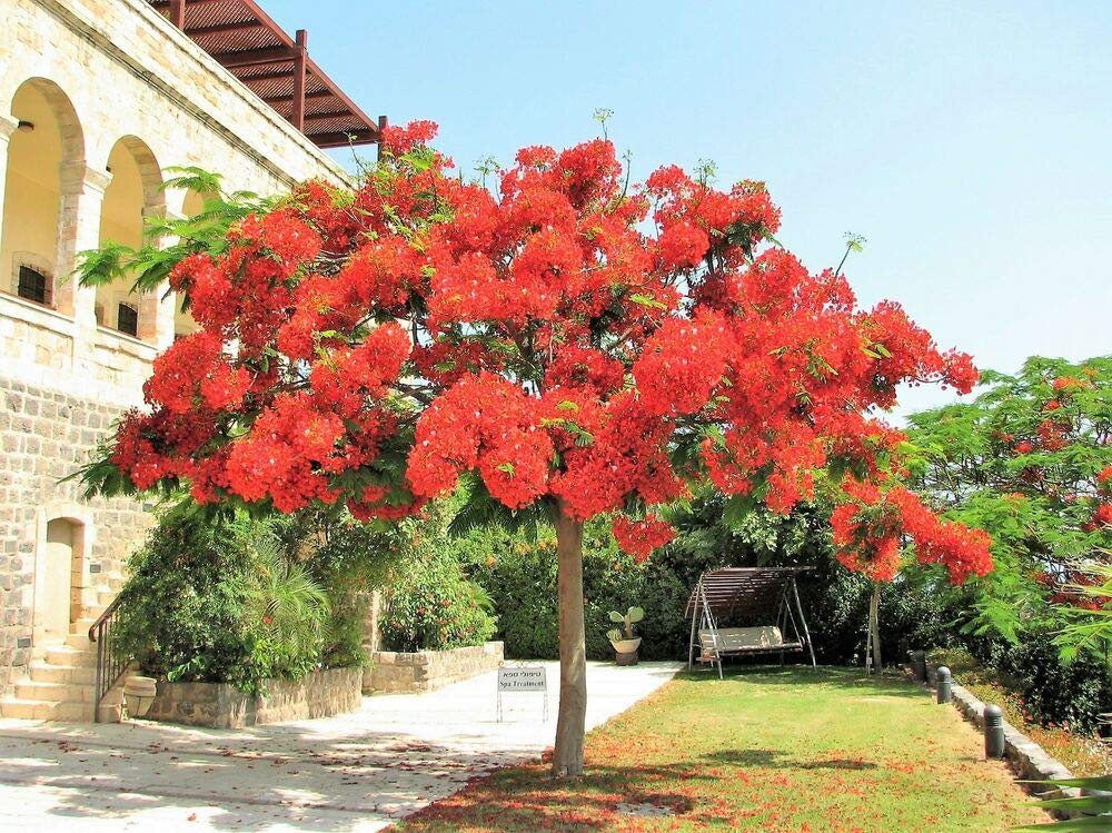 10 Royal Poinciana Tree Delonix Regia aka Red Flame Flamboyant Tree Flower Seeds