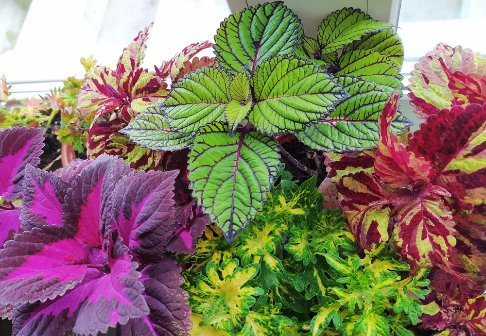 Coleus Rainbow Mix Seeds for Planting (50 Seeds) - Easyt to Grow and Stunning Colors for Your Container or Garden