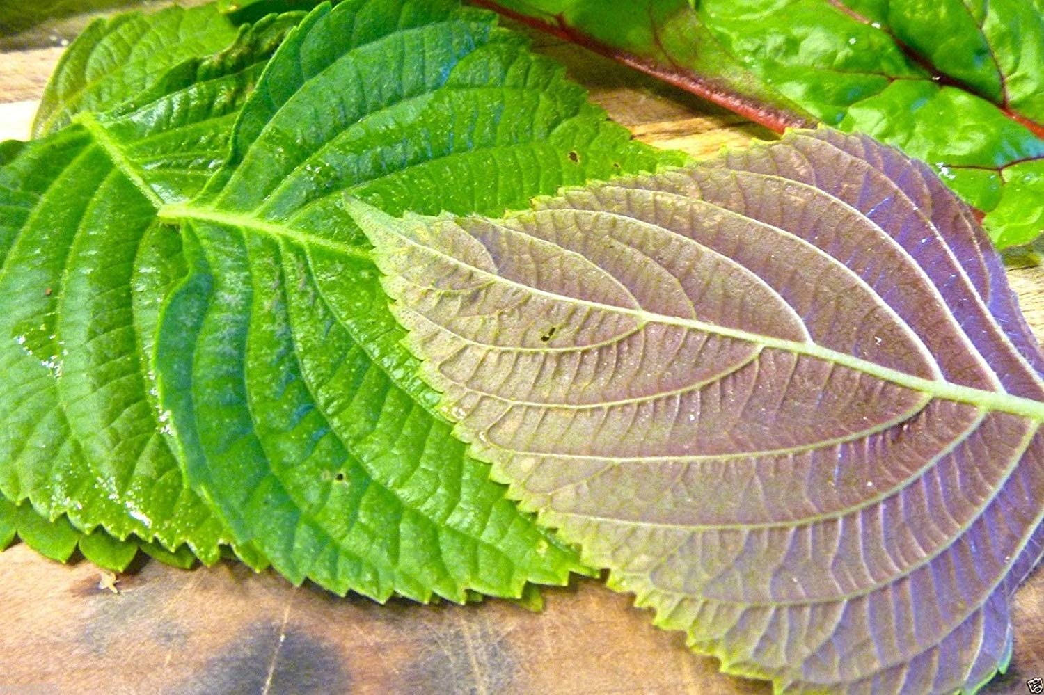 Korean Shiso, Perilla frutescens, 200+ seeds, Sushi Bar, Asian Heirloom Fragrant and Delicious