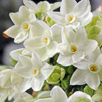 5 Ziva Paperwhite Bulbs - Fast Flowering Indoor Blooms - Largest Bulbs Available - Paperwhite Bulbs for Forcing Indoors, Bonsai Plant