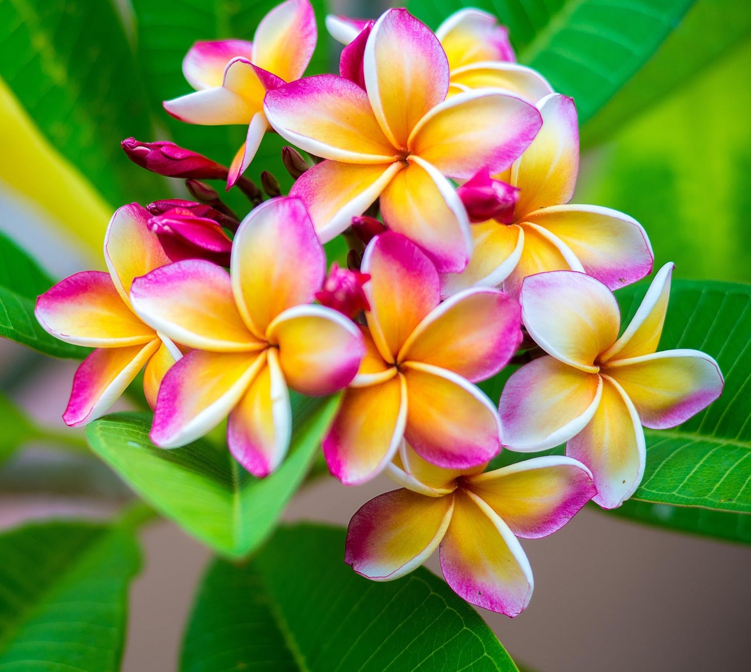 5 Plumeria Rubra Flowering Shrub Seeds for Planting - Rare Perennial Flowers