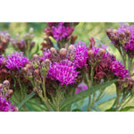 Common Ironweed Seeds (30+ Seed Package)