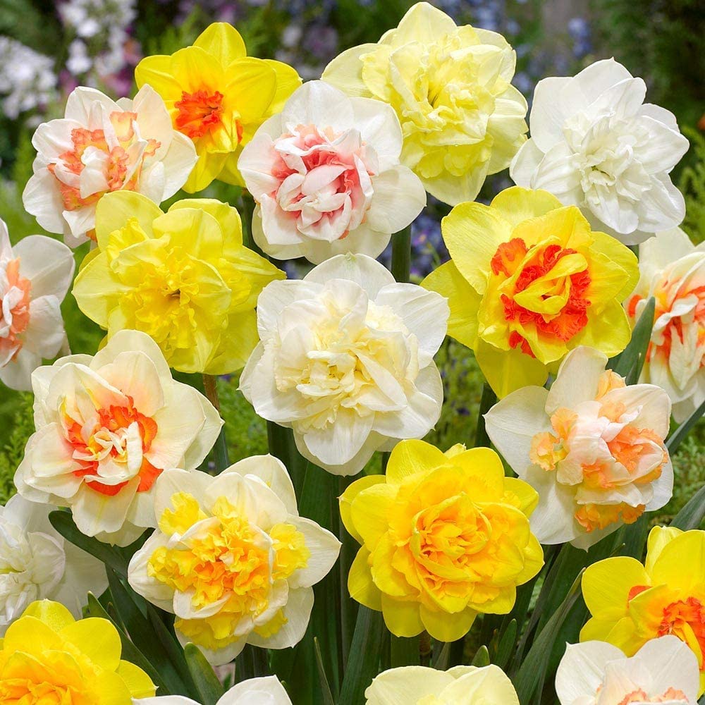 Double Daffodil Bulbs for Planting - Narcissus Double Mix,Top Size 14/16 cm