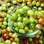 Sweet Gooseberry Bush Live Plant Well Rooted, Edible Gooseberry Plant Live for Planting Home Garden