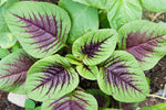 Striped Spinach Seeds for Planting - 500+ Seeds - Ships from Iowa, USA. Very Healthy Spinach, Yin Cho or Callaloo