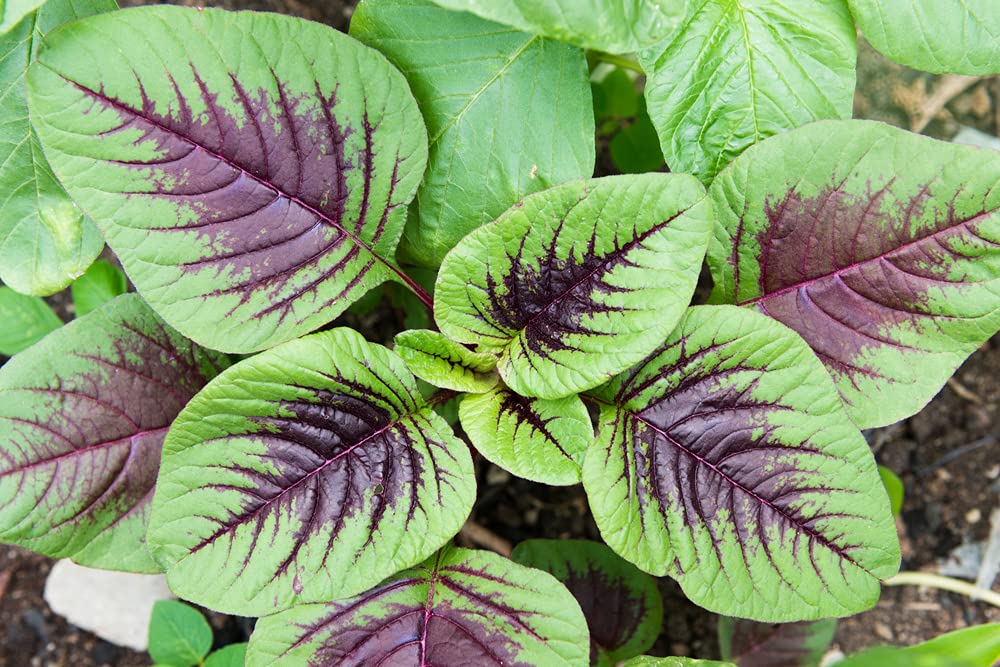 Striped Spinach Seeds for Planting - 500+ Seeds - Ships from Iowa, USA. Very Healthy Spinach, Yin Cho or Callaloo