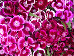 1,000+ Sweet William Flower Seeds, Single Mix | Brilliant Old Fashioned Flowers | Made in USA, Ships from Iowa.