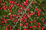 30 Wall Cotoneaster Seeds for Planting - Fruit Bearing Ornamental Vine - Cotoneaster horizontalis