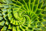 Spiral Aloe Seeds for Planting - 25 Seeds - Ships from Iowa, USA - Grow Exotic Cacti Succulents