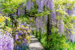 Chinese Wisteria Vine Seeds, 10 Pack - Wisteria sinensis - 10 Seeds to Grow