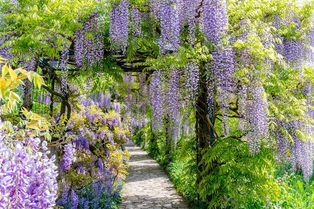 Chinese Wisteria Vine Seeds, 10 Pack - Wisteria sinensis - 10 Seeds to Grow