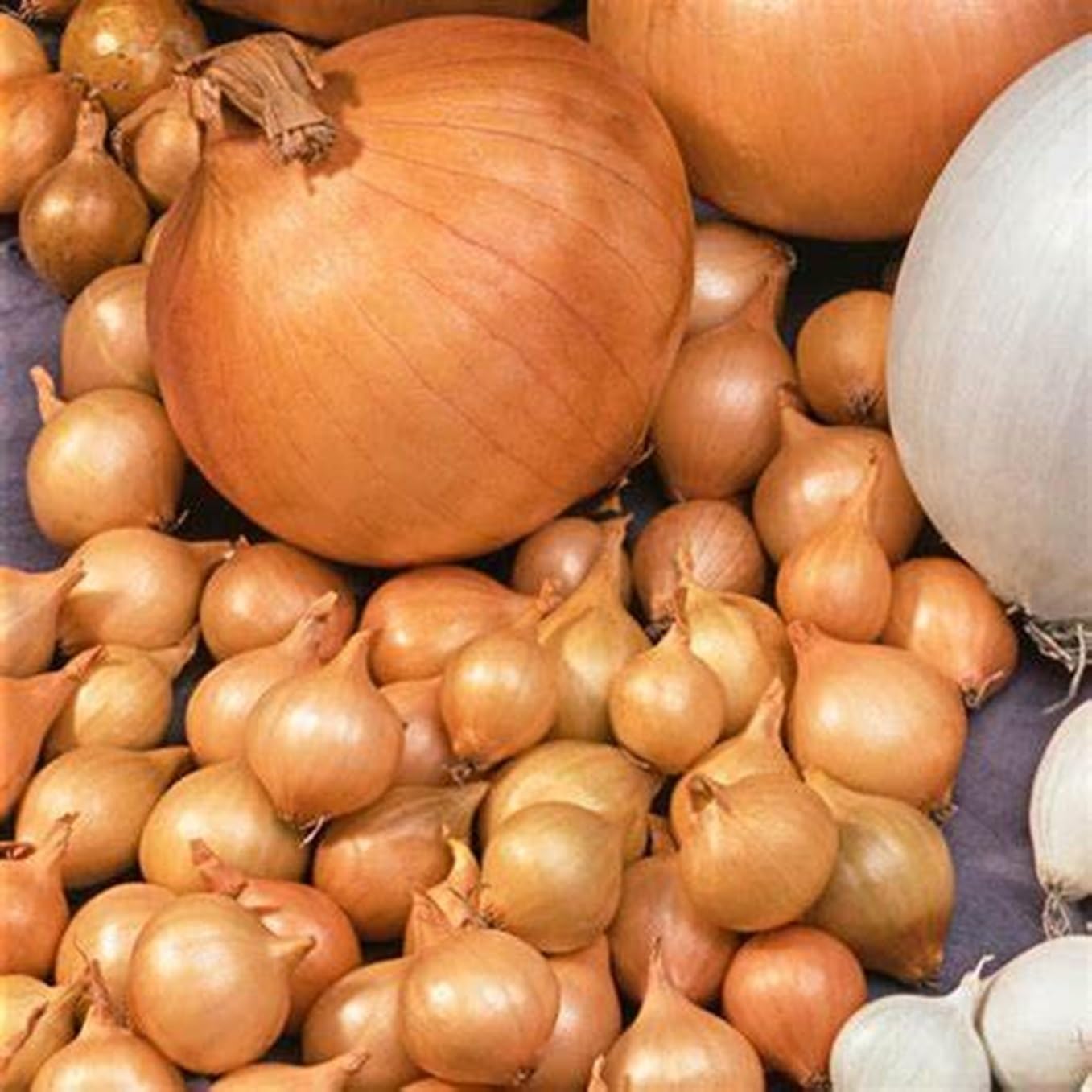 Yellow Onion Sets for Planting - Easy to Grow Garden Vegetables - by The Pound