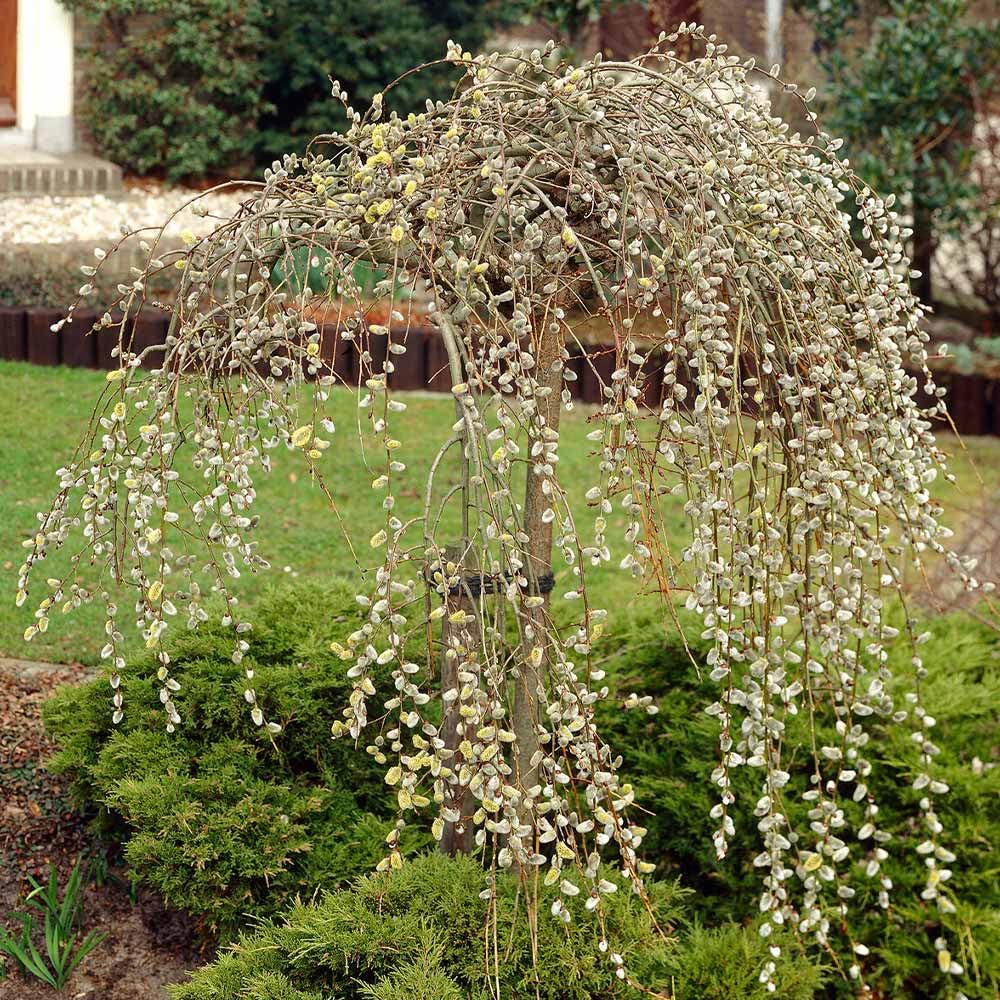 Dwarf Weeping Pussy Willow Tree Cuttings to Plant - Grow Stunning Weeping Catskin Willow Trees (2 Cuttings)