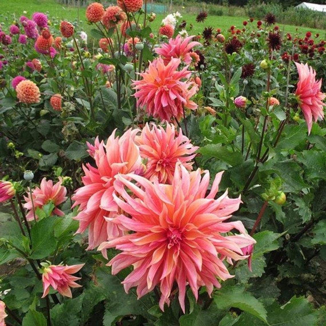 Dahlia Labyrinth Flower Seeds, Exotic Mix 100+ Seeds - Made in USA, Ships from Iowa.