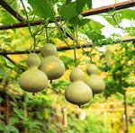 Birdhouse Gourd Seeds (10 Seeds) - Bottle Gourd - Easy to Grow