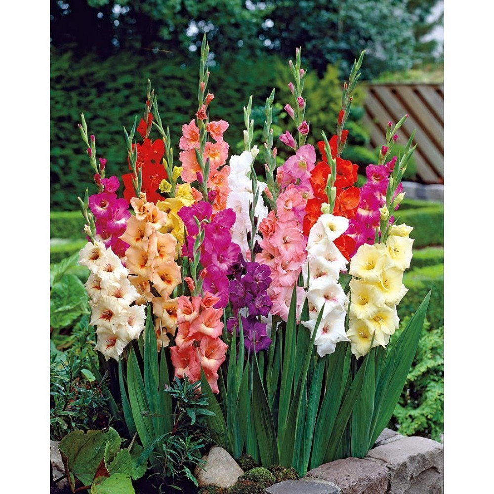75 Mixed Large Flowering Gladiolus Bulbs - 10/14 cm - Super Value!