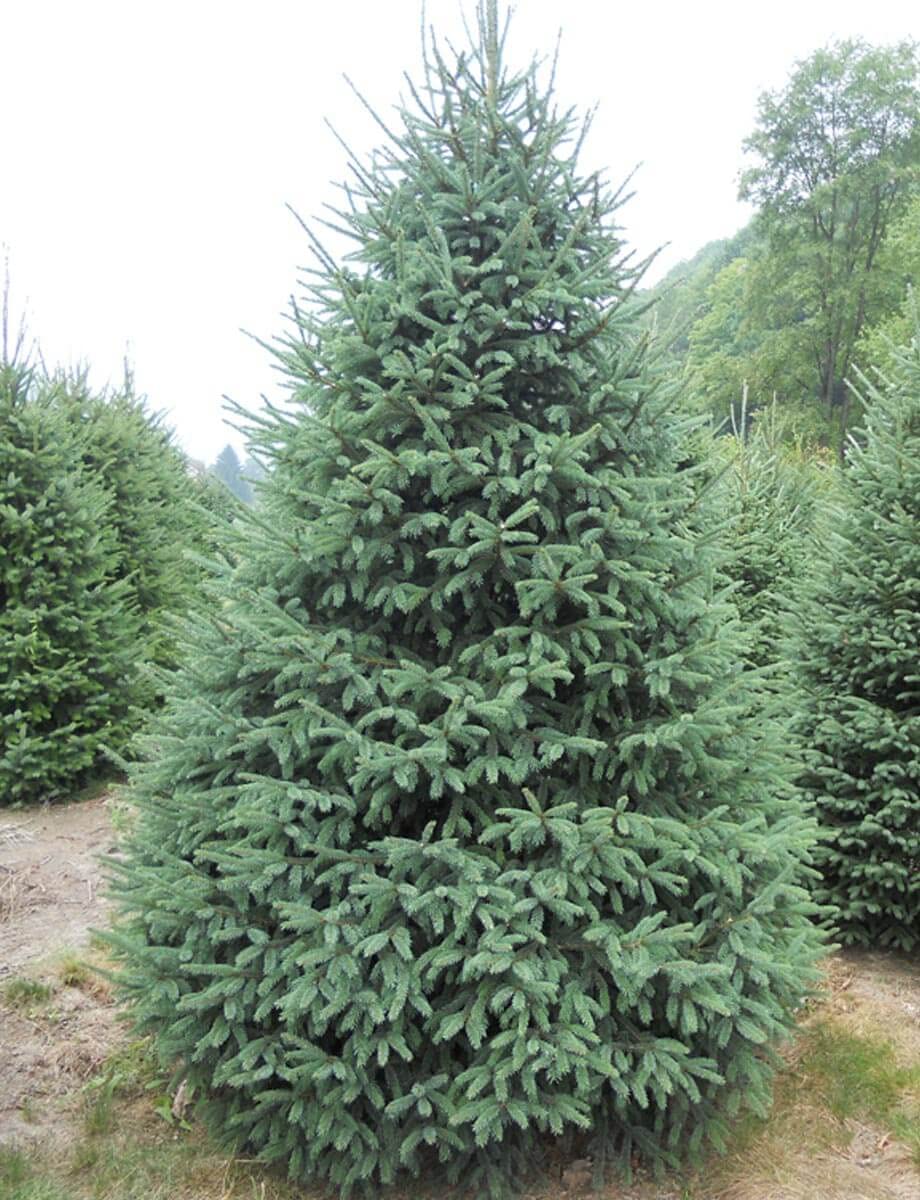 White Spruce Tree Seedlings for Planting - Evergreen Tree Seedlings - Landscaping or Wind Block Trees - No Ship to California