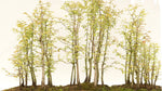 Redwood Bonsai Tree Seeds - 25 Seeds - Ships from USA - Sequoia Bonsai Seeds