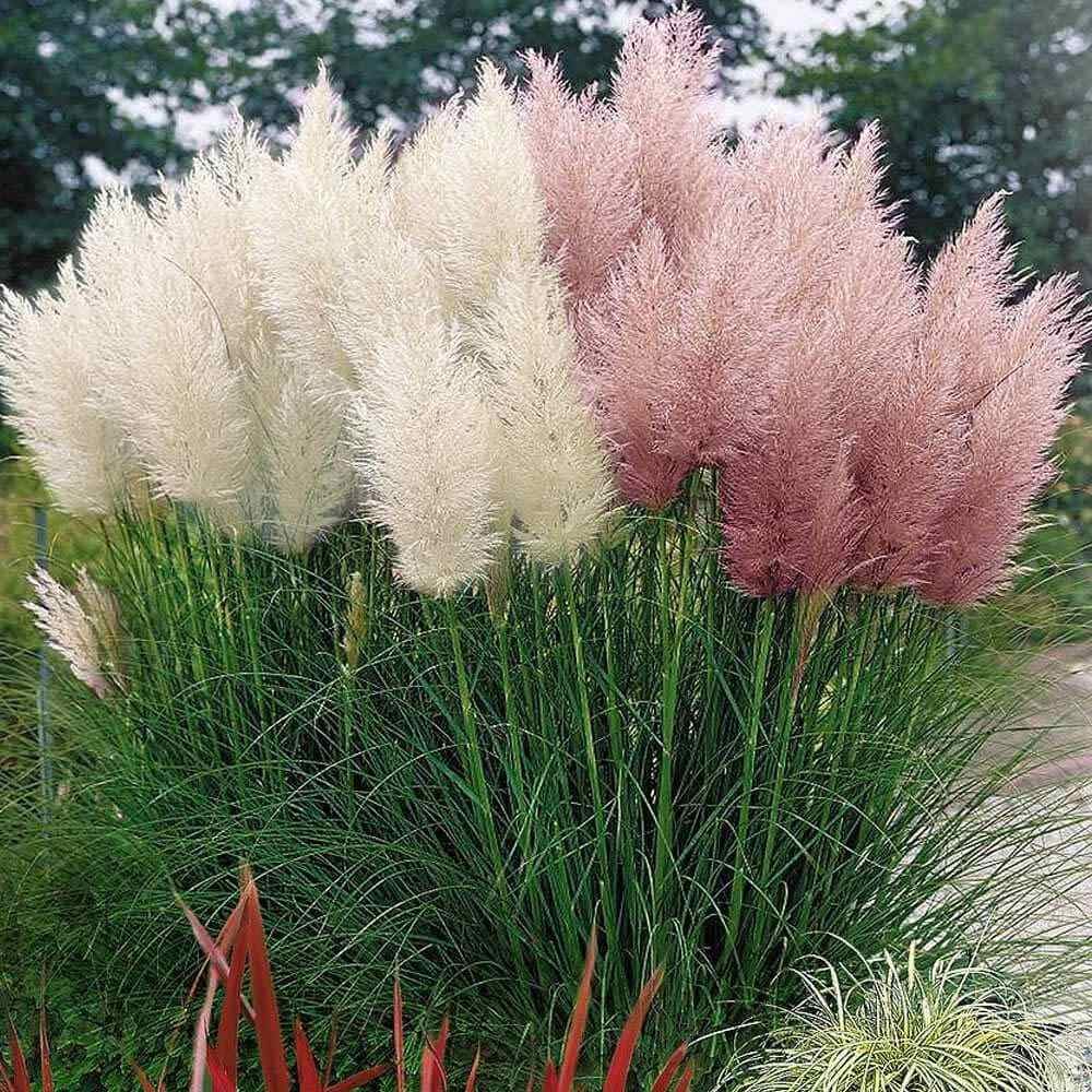 Mixed Pampas Grass Seeds - 500 Seeds - Pink and White Pampas Grass - Ornamental Grass for Landscaping or Decoration - Made in USA