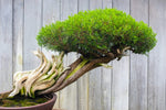 Thuja Evergreen Bonsai Tree Seeds - Western Red Cedar, Thuja plicata - 30 Seeds