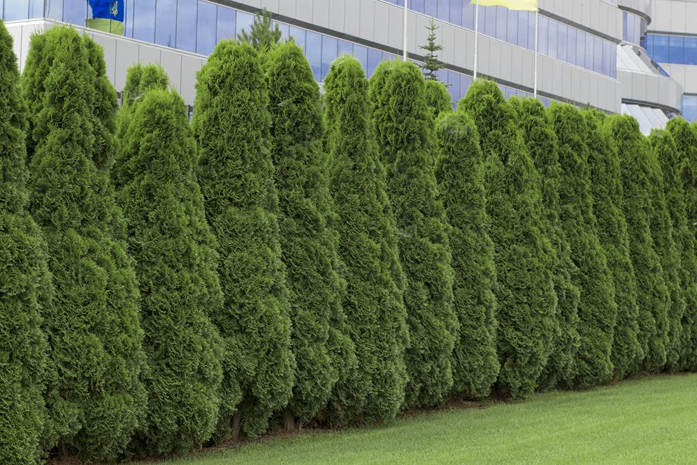 arborvitae seeds for planting 50 American Arborvitae Tree Seeds