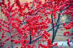 Winterberry Bush Seedlings for Planting - Ilex verticillata, Live Winter Berry Bush Plants - No Ship to California