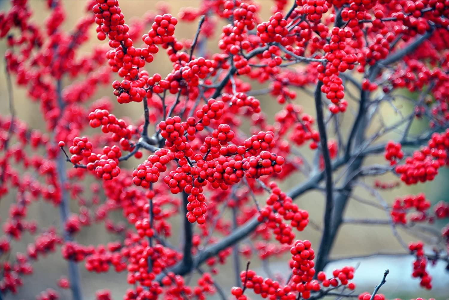 Winterberry Bush Seedlings for Planting - Ilex verticillata, Live Winter Berry Bush Plants - No Ship to California
