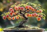 Peach Bonsai Tree Seeds for Planting - 5 Seeds - Flowering and Fruit Bearing Bonsai