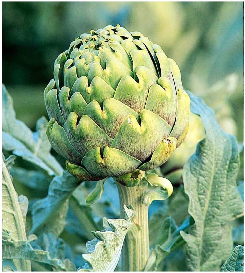 Exotic Globe Artichoke Seeds for Planting - 100+ Seeds - Rare Garden Vegetable Seeds