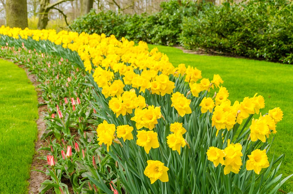 Days of Daffodils - 50 Yellow Daffodil Bulbs - Narcissus Large Giant Bulbs - Ships from Iowa, USA