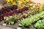 Keto Garden Kit - 15 Keto Friendly Fruit and Vegetable Plant Seeds to Grow The Ultimate Keto Garden - Grow or Gift