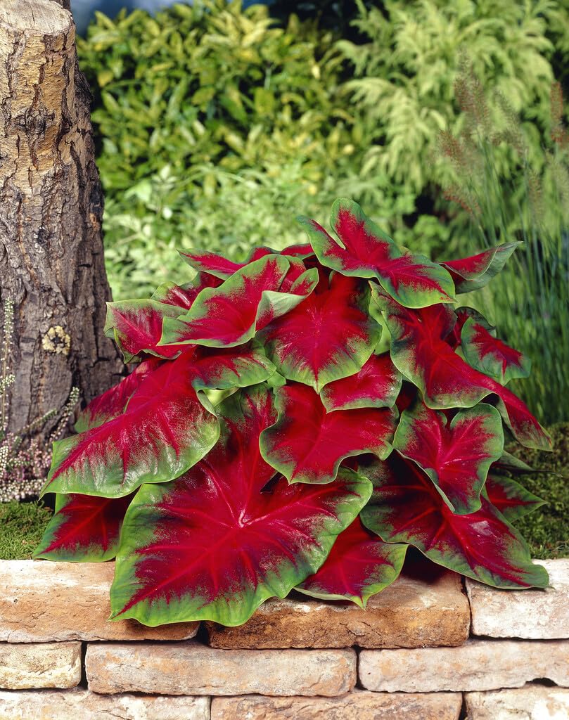 10 Fredia Hemple Caladium Bulbs for Planting - Perennial Hosta, Elephant Ears, Fancy (10 Bulbs)