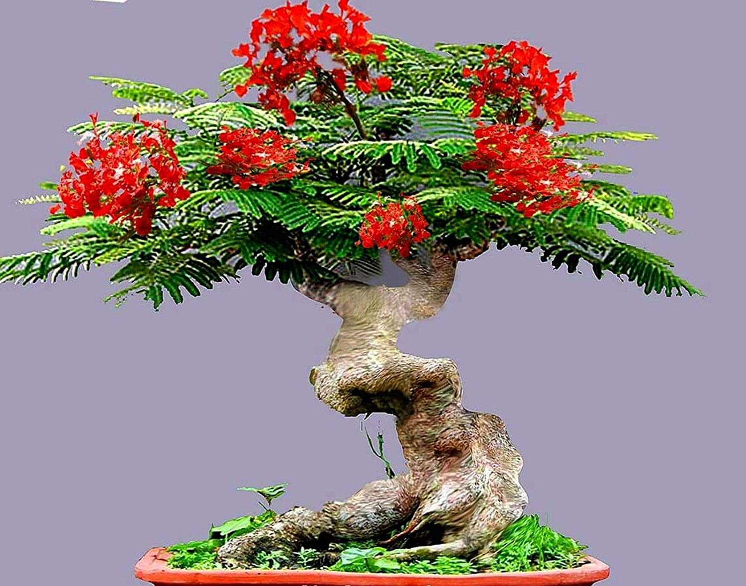 Bonsai Flamboyant Flame Tree Seeds to Grow | 20 Seeds | Delonix regia, Prized Flowering Tropical Bonsai Tree Seeds