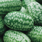 Cucamelon Seeds | 30 Seeds | Grow This Exotic and Rare Garden Fruit | Mouse Melon Seeds, Tiny Fruit to Grow