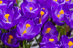 Purple Flower Record Crocus (20 Bulbs) Made in USA, Ships from our Iowa Nursery