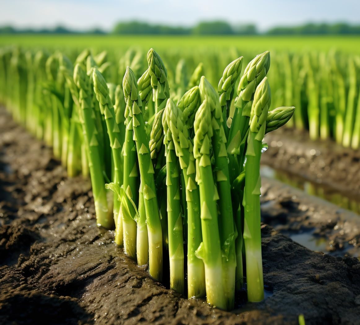 Mary Washington Live Asparagus 2yr. Crowns to Grow - 10 Count, Bare Root Asparagus to Plant