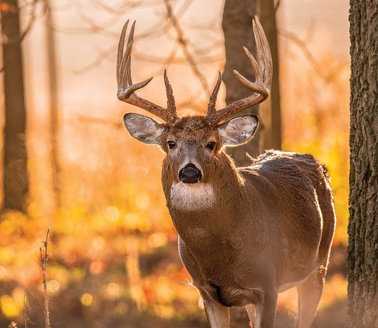 Whitetail Deer Food Plot Seed | Turnip Radish Clover Wheat Rye Oats Mix | Buffalo Blend