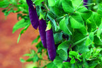 Purple Pod Pea Seeds for Planting - 10 Seeds - Heirloom and Non-GMO, Easy to Grow