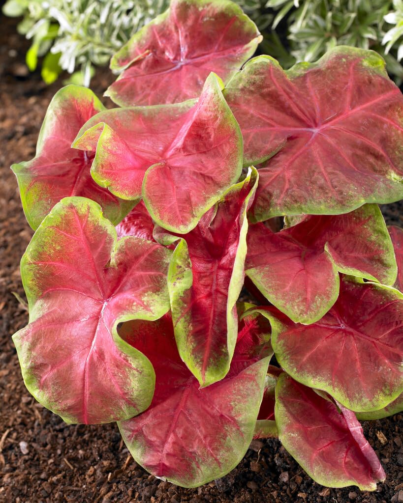 10 Freida Hemple Caladium Bulbs for Planting - Perennial Hosta, Elephant Ears, Fancy (10 Bulbs)